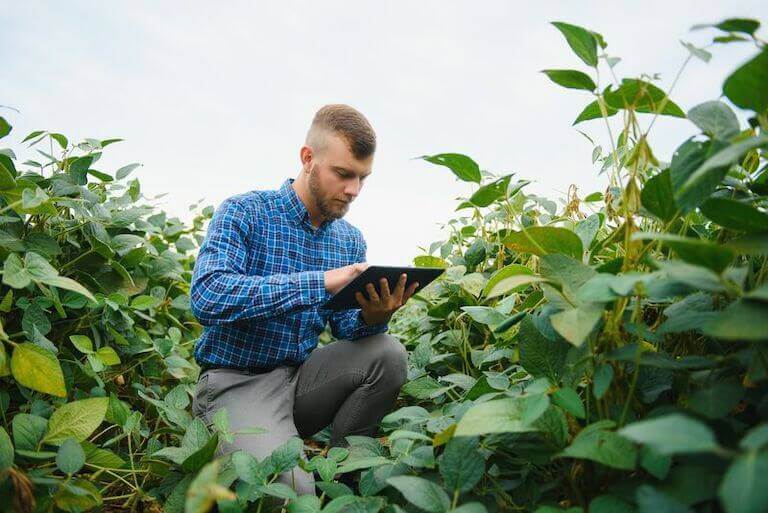 A farmer is kneeling among soybean plants in a farm field.