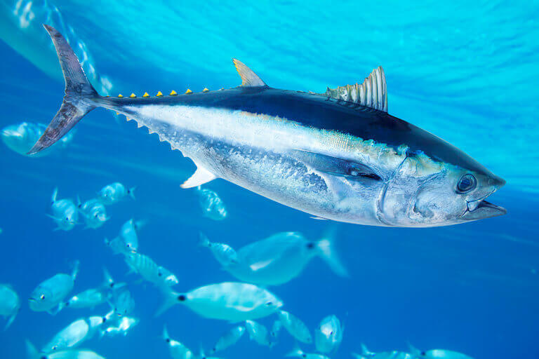 A bluefin tuna swimming, with smaller fish in the background.