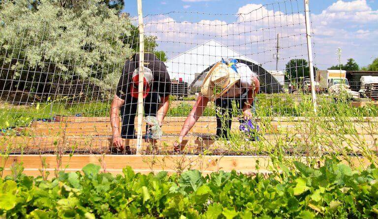Culinary students working in raised beds in a garden on a farm.