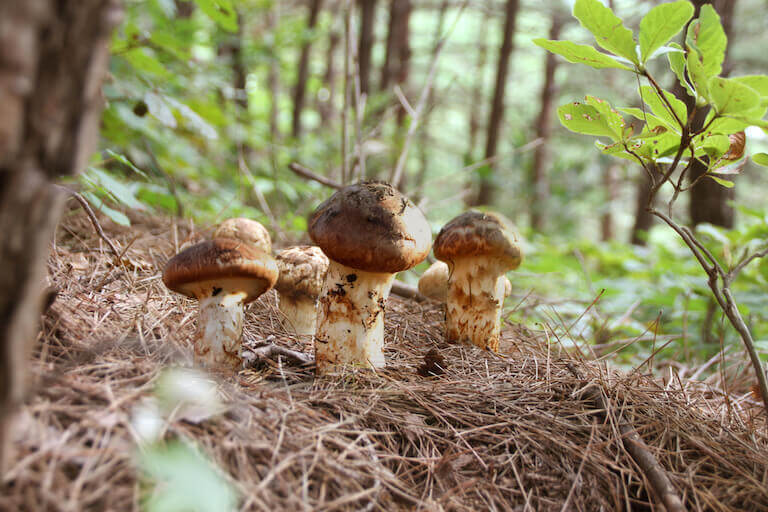 Mushrooms growing on a forest floor