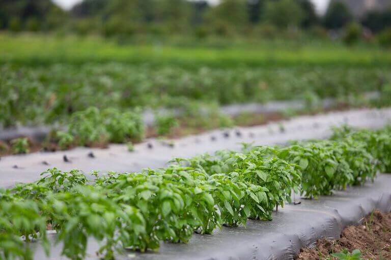 Rows of basil are shown on a commercial farm.