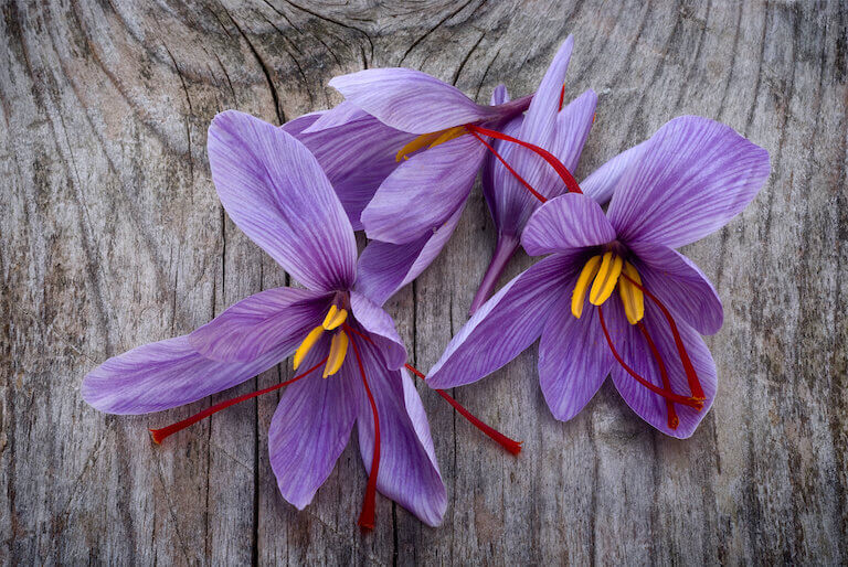 Four crocus flowers are on a wooden surface; the leaves are lavender-colored. Strands of bright red stigma are visible, as are the yellow stamen.