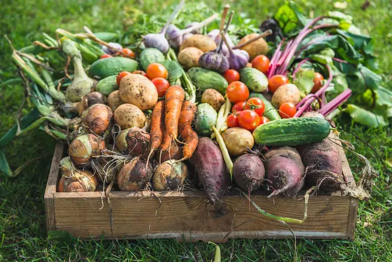 A wooden crate filled with freshly harvested root vegetables, tomatoes, cucumbers, and onions.