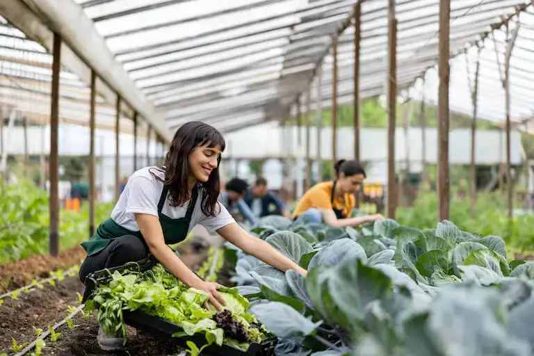 Person harvesting vegetables and greens in a greenhouse.
