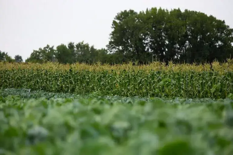 Wide shot of a multi-crop farm field showing rows of leafy greens and corn with trees in the distance.